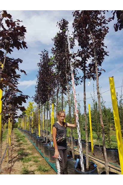 Вишня віргінська Шуберт на штамбі - вис.2,8-3м/шт.1,5-1,6м/обх.ст.8-10/Ø50-60 